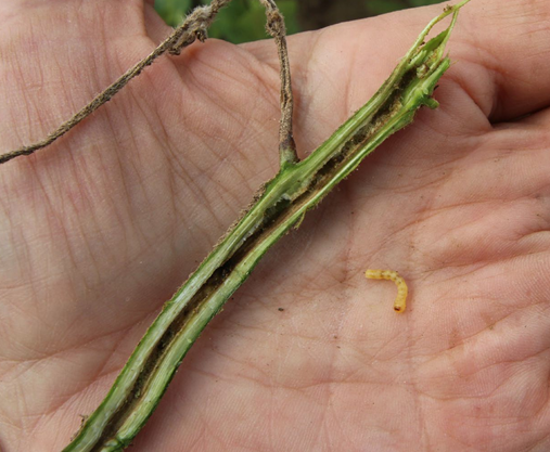 Dectes stem borer larvae-2 CD.png